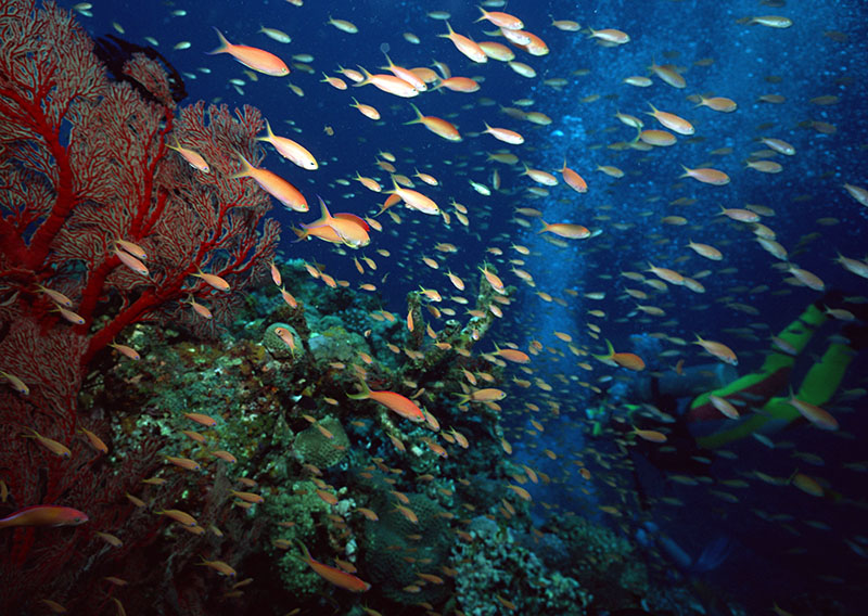 潛水百科：在哪學(xué)潛水